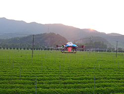 Inilunsad ng AGR ang palakaibigan na kooperasyon sa China Tea Research Institute